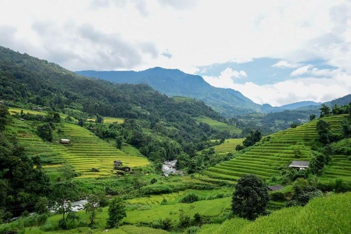 Cánh đồng xanh Hoàng Su Phì