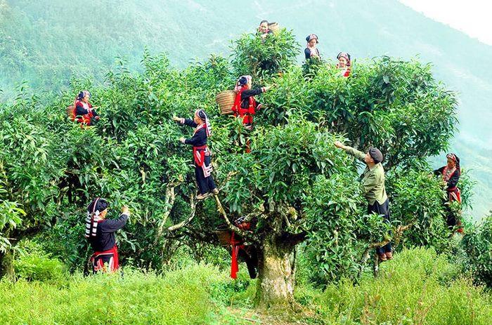 Trà shan tuyết