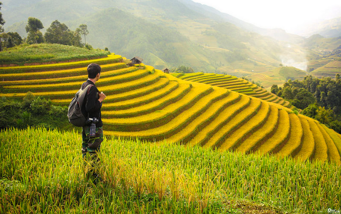 Du khách du lịch đến Mù Cang Chải mùa lúa chín