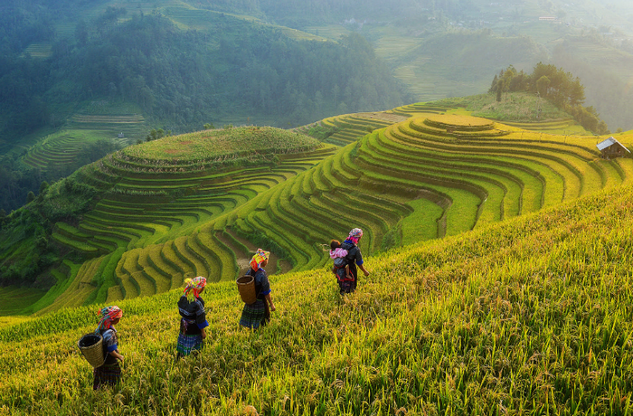 Du lịch Mù Cang Chải mùa lú chín