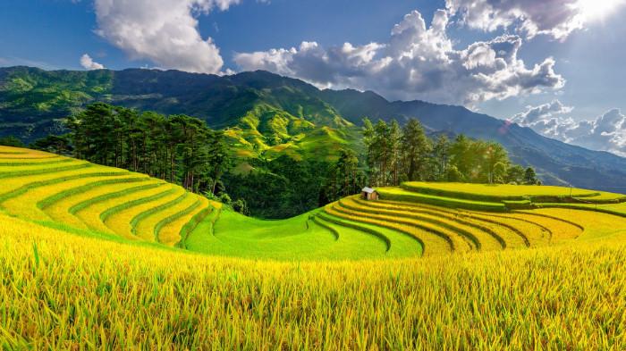 Mù Cang Chải mùa lúa chín