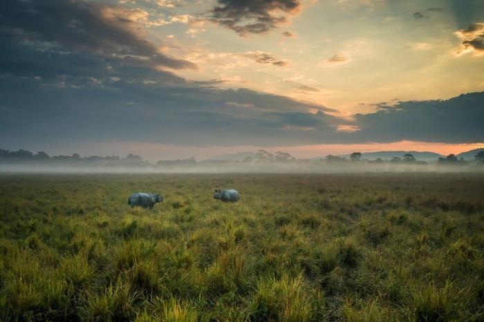 vườn quốc gia kaziranga