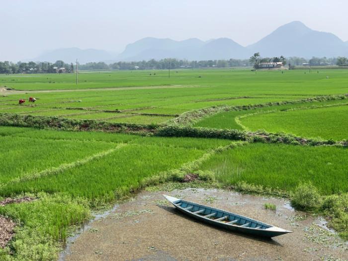 ruộng lúa bên sông brahmaputra