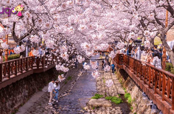 mùa xuân seoul