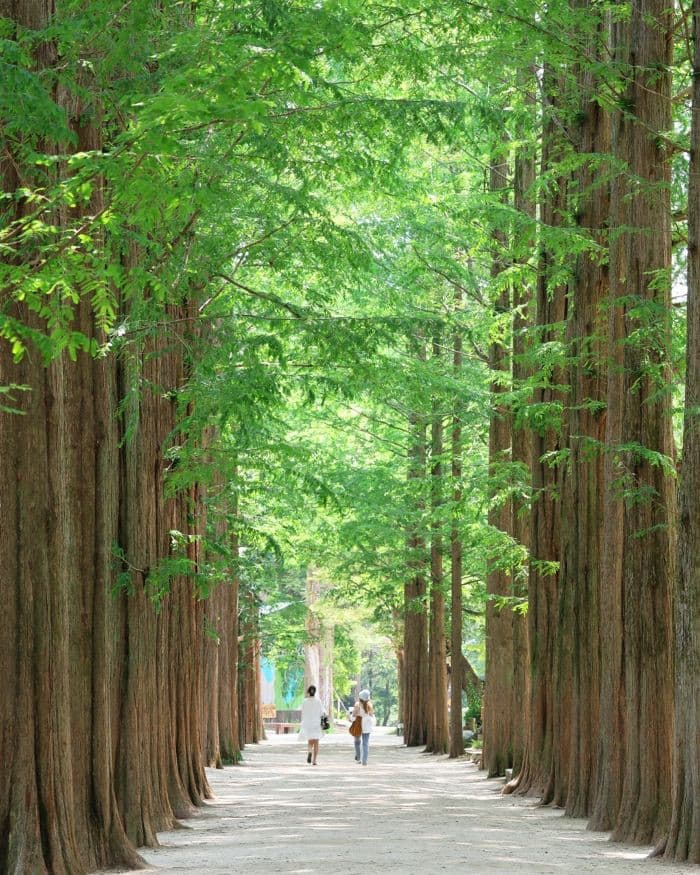 tour đảo nami, tour seoul - nami 5 ngày 4 đêm