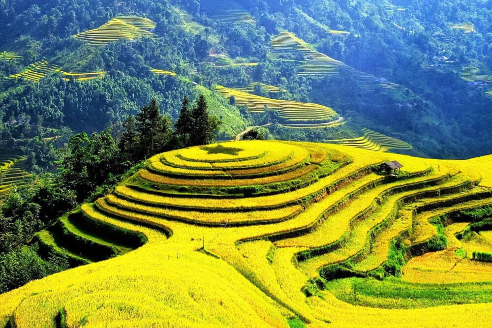 hoàng su phì mùa lúa