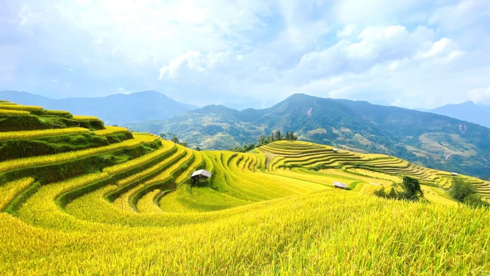 hoàng su phì
