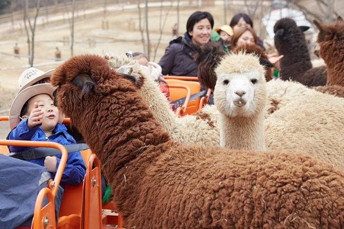 Công Viên Alpaca World