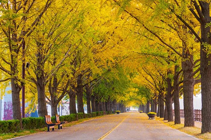 Con đường mùa thu - Asan Gingko Tree Road