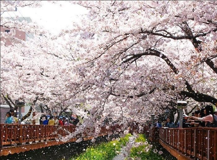 jinhae