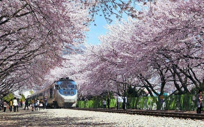 jinhae