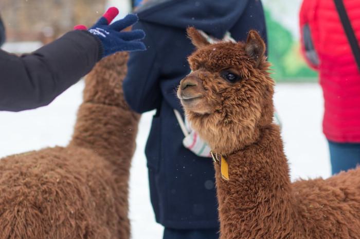 Những chú lạc đà đáng yêu ở công viên Alpaca World