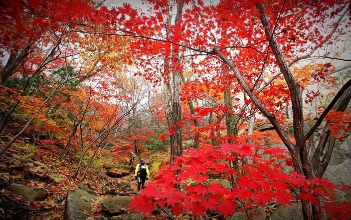 Tháng 9 tại Jeju đón một màu áo mới đầy chất thơ