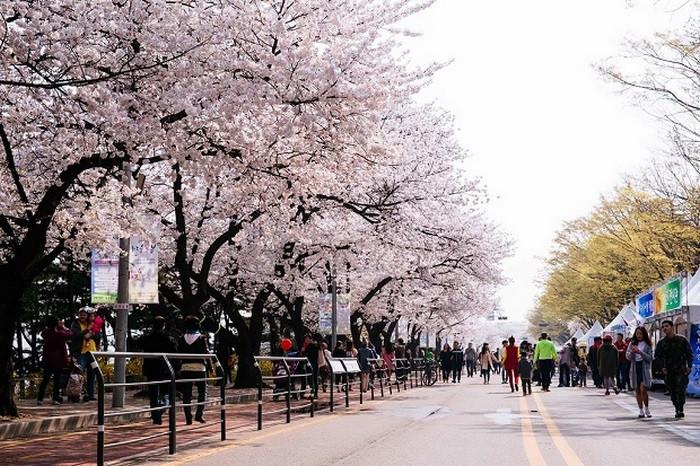 Lễ hội hoa anh đào Yeouido