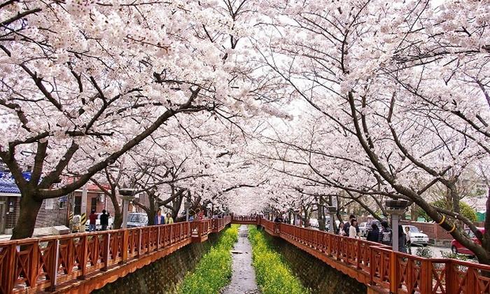 Lễ hội hoa anh đào Jinhae Gunhangje