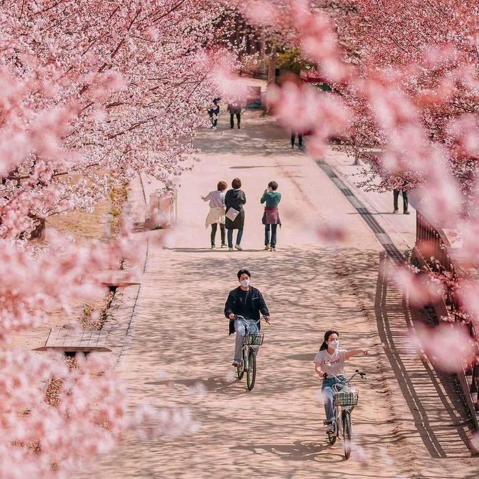  Hoa anh đào trong rừng Seoul 