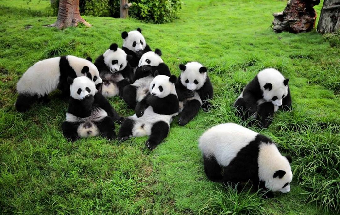 công viên gấu trúc