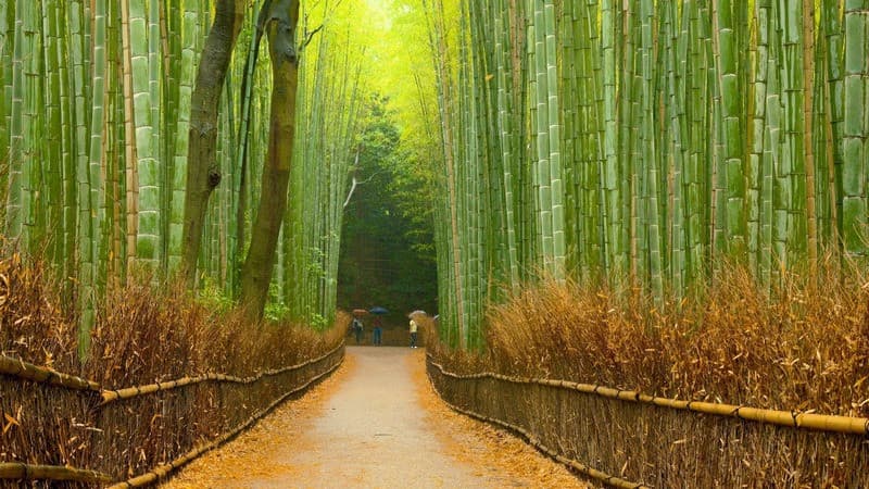 nhật bản tháng 10 ngắm rừng tre Arashiyama