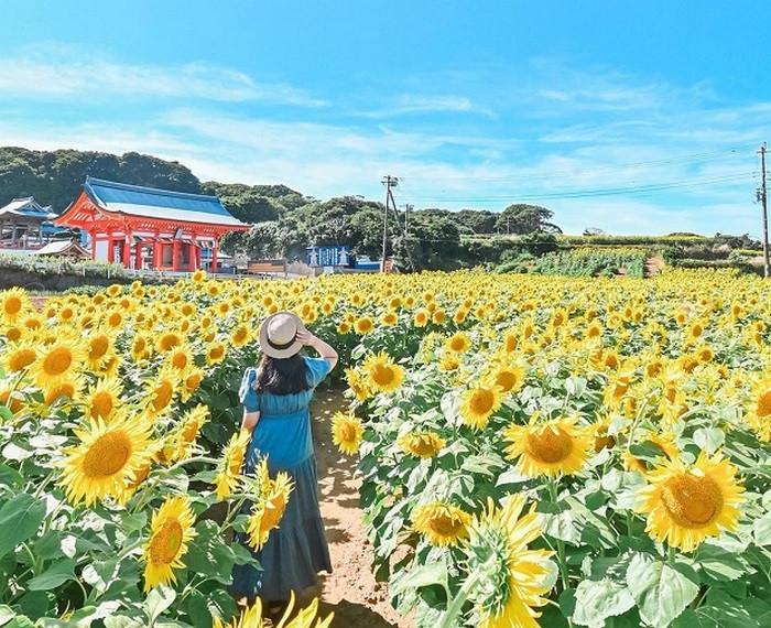 du lịch osaka mùa hè