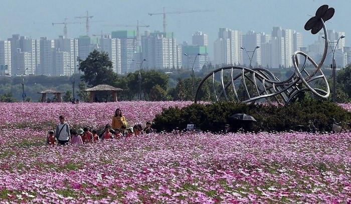 Lễ hội hoa Cosmos