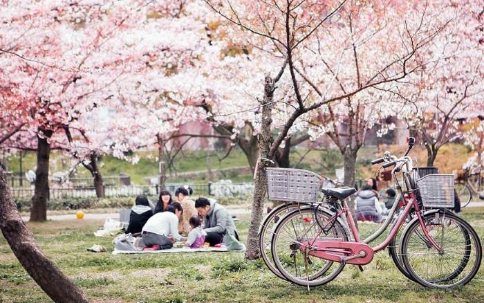 Đi picnic dưới những cành hoa anh đào