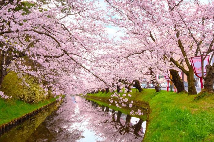 Du lịch Nhật Bản mùa hoa anh đào