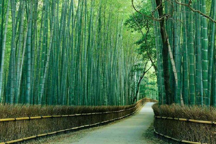 rừng trúc Arashiyama