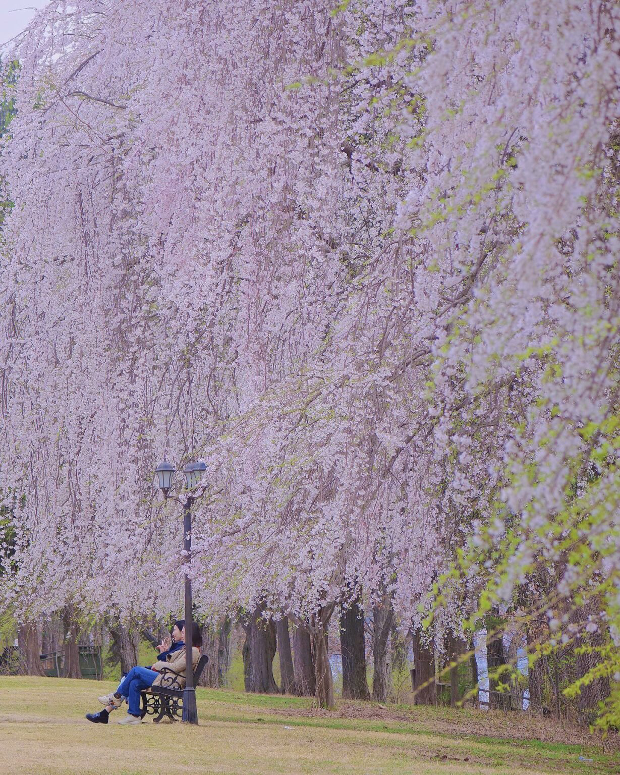 đảo nami du lịch hàn quốc mùa xuân