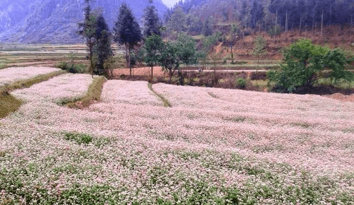 bản phó bảng hà giang mùa hoa