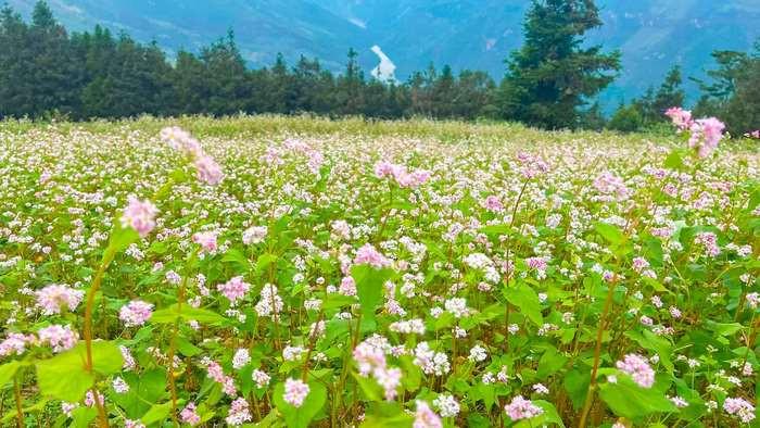 Cập nhật hình ảnh mới nhất tại Suôi Thầu Hà Giang năm nay