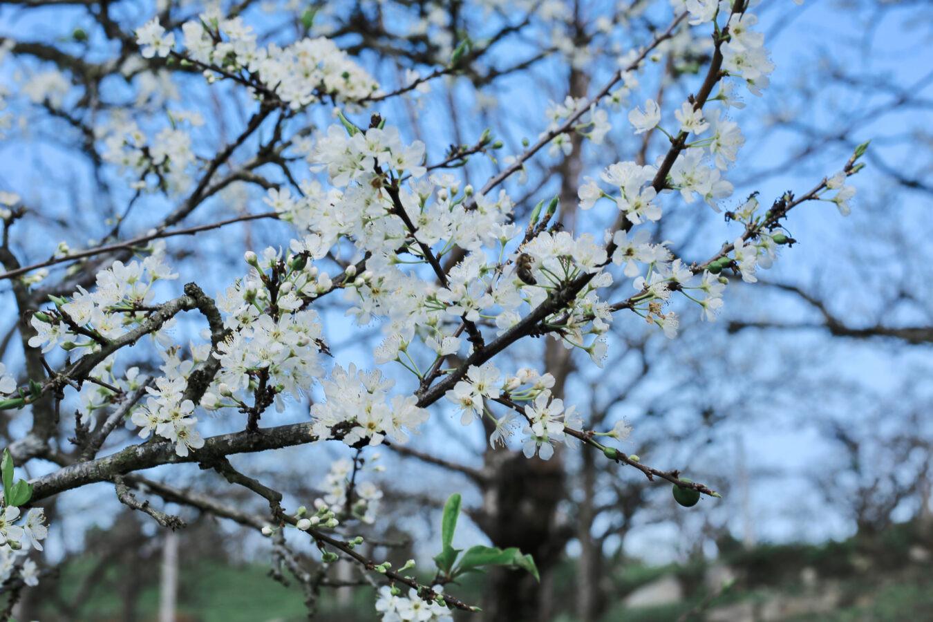 Ngũ động bản ôn