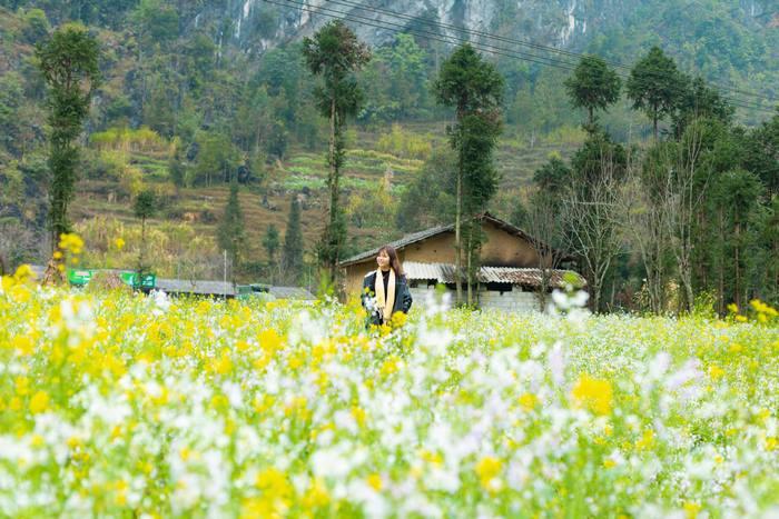 Hoa cải hà giang