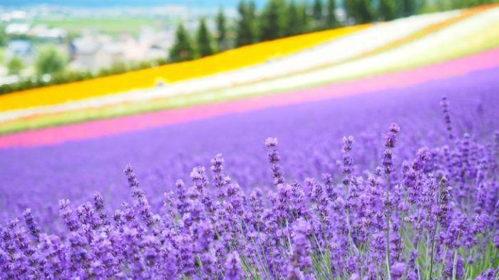 Mùa hè rộn ràng sắc màu lễ hội  hokkaido