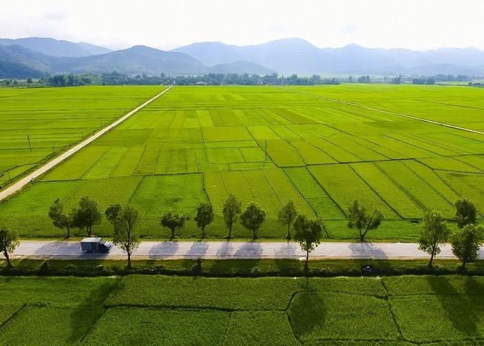 Cánh đồng Mường Thanh mênh mông