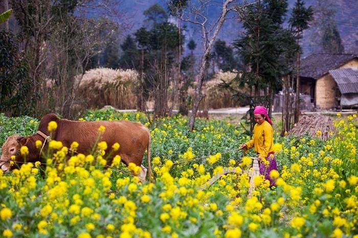 Sắc hoa cải rực rỡ ở Hà Giang