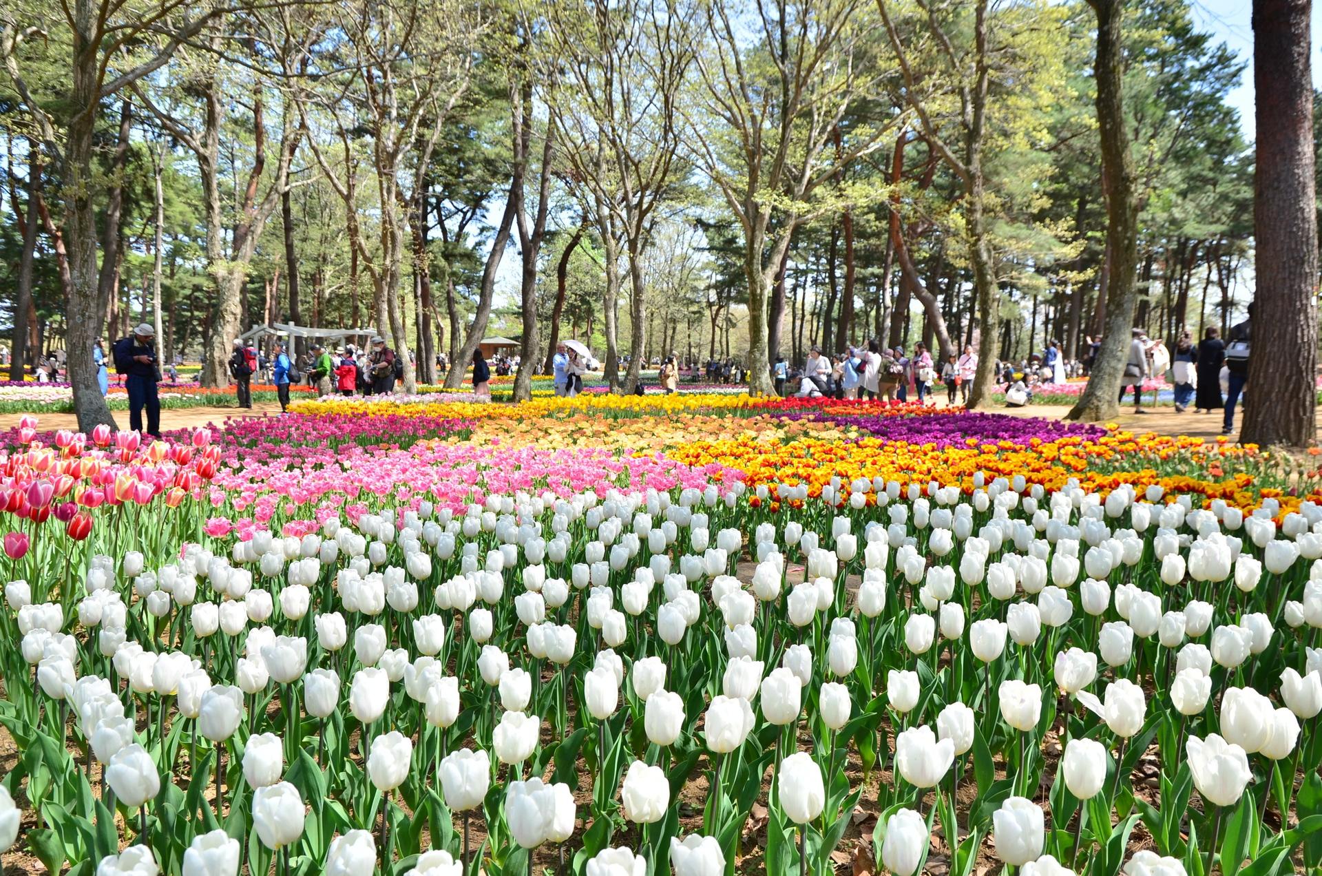 Thời điểm đẹp nhất để ngắm hoa tulip