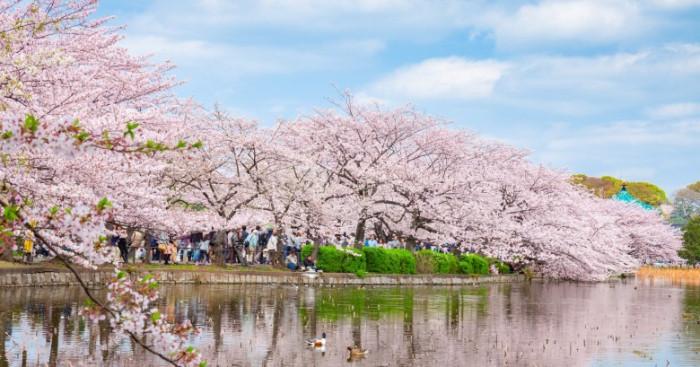 Thời điểm đẹp nhất để ngắm hoa anh đào osaka