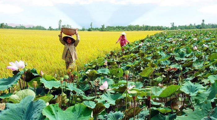 đồng tháp mười