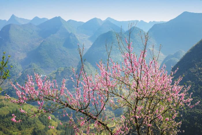 hoàng su phì hà giang