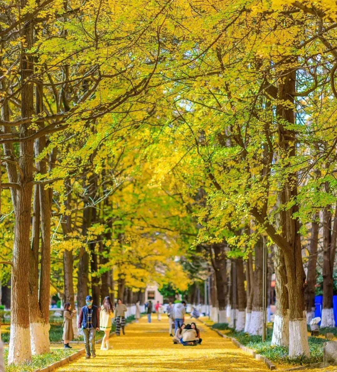 con đường cây ngân hạnh côn minh