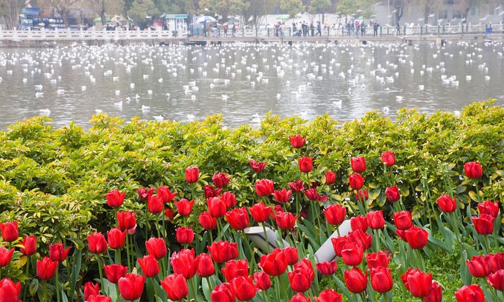 Hoa Tulip tại Công viên Thuý Hồ