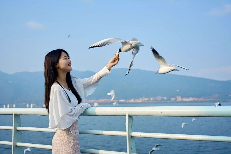 Ngắm Hải Âu bên bờ Điền Trì