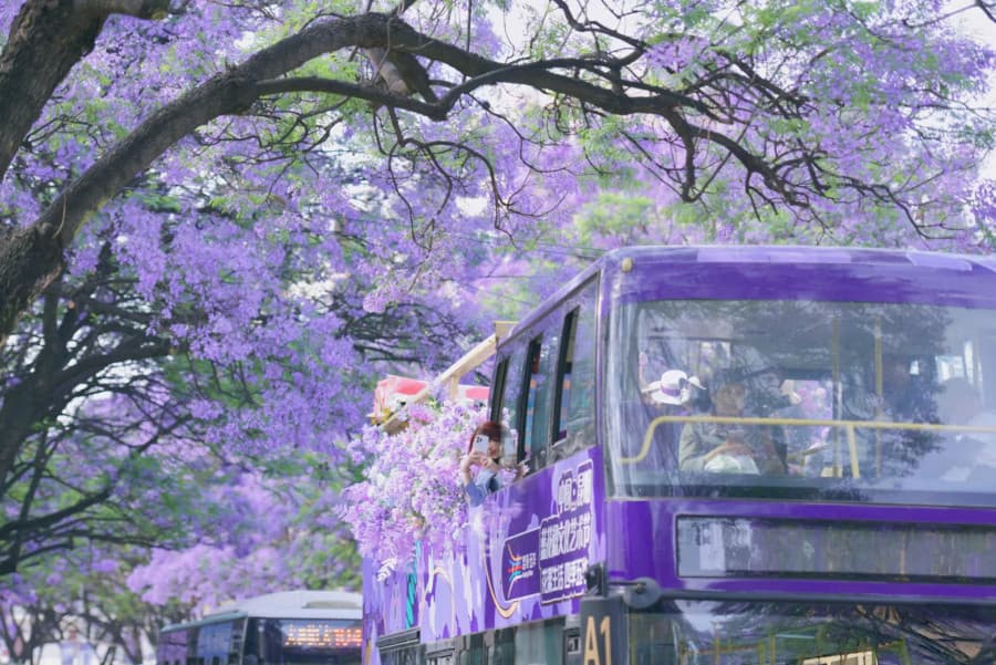Ngắm hoa phượng tím tại Trung lộ Giáo Trường