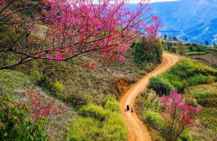 Mùa hoa Tây Bắc