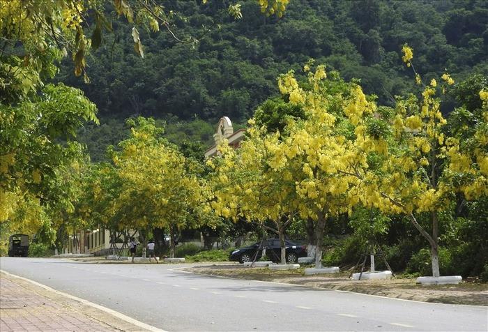 muỗm vàng anh mộc châu