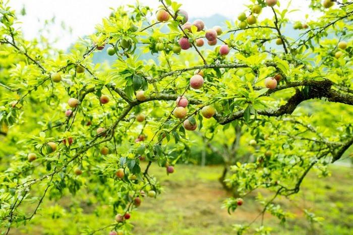 Thưởng thức mận ngay tại vườn là trải nghiệm tuyệt vời