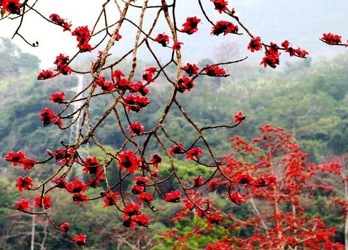 đặc điểm cây hoa gạo