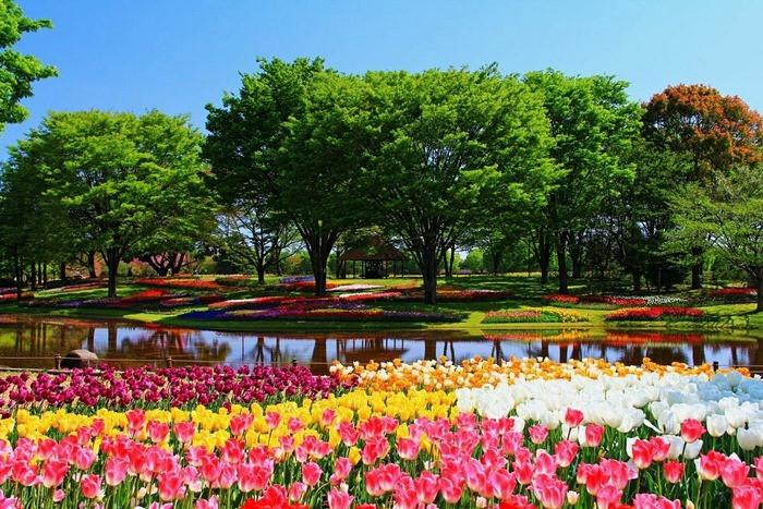 Tháng 7 là mùa hoa ở công viên Showa Kinen