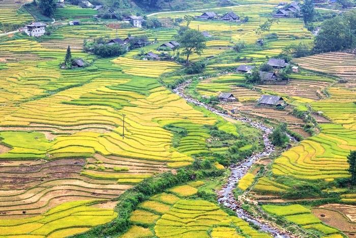 Sapa ruộng bậc thang lúa chín