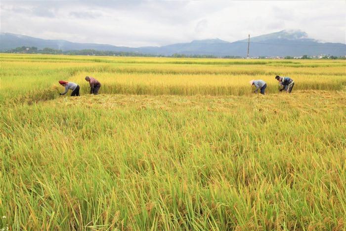 cánh đồng mường thanh 